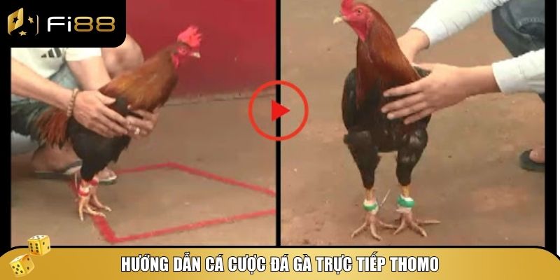 Cá Cược Đá Gà Trực Tiếp Thomo – Hướng Dẫn Chơi Và Mẹo Thắng Lớn 3 Cách đặt cược và các hình thức cược phổ biến trong cá cược đá gà trực tiếp Thomo