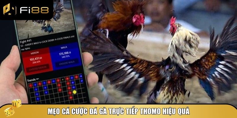 Cá Cược Đá Gà Trực Tiếp Thomo – Hướng Dẫn Chơi Và Mẹo Thắng Lớn 4 Mẹo cá cược đá gà trực tiếp Thomo hiệu quả