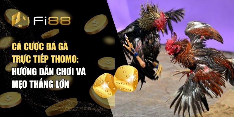Cá cược đá gà trực tiếp Thomo – Hướng dẫn chơi và mẹo thắng lớn