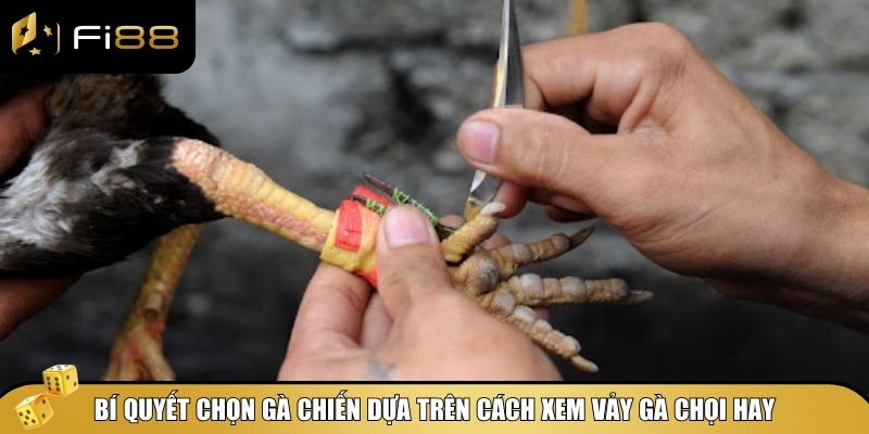 Hướng Dẫn Cách Xem Vảy Gà Chọi Hay – Chọn Gà Chiến Chuẩn Nhất 4 Bí quyết chọn gà chiến dựa trên cách xem vảy gà chọi hay