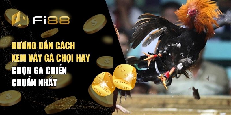 Hướng dẫn cách xem vảy gà chọi hay – Chọn gà chiến chuẩn nhất
