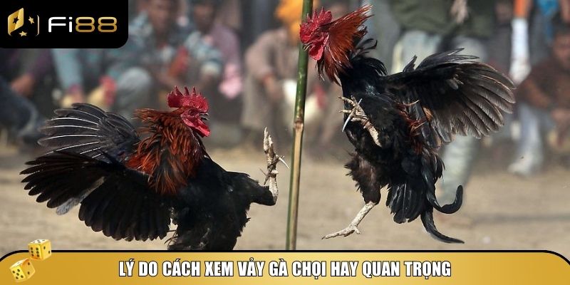 Hướng Dẫn Cách Xem Vảy Gà Chọi Hay – Chọn Gà Chiến Chuẩn Nhất 2 Cách xem vảy gà chọi hay là một kỹ năng quan trọng